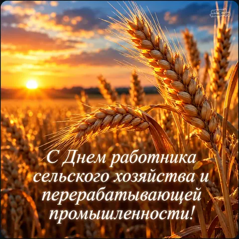 Открытка «День сельского хозяйства, пшеничные колосья на закате» — День работника сельского хозяйства и перерабатывающей промышленности
