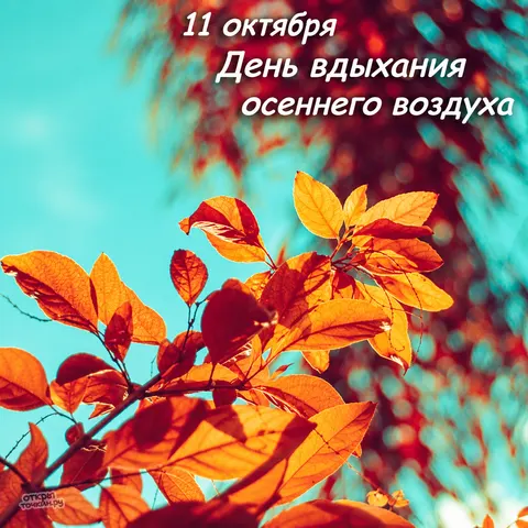 Открытка «Кленовые листья на голубом небе, 11 октября» — День вдыхания осеннего воздуха