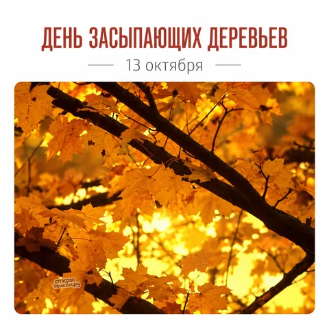 Открытка «День засыпающих деревьев, кленовые листья на закате»