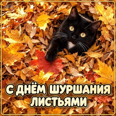 Открытка «С Днём шуршания листьями, чёрный кот в золотой листве»
