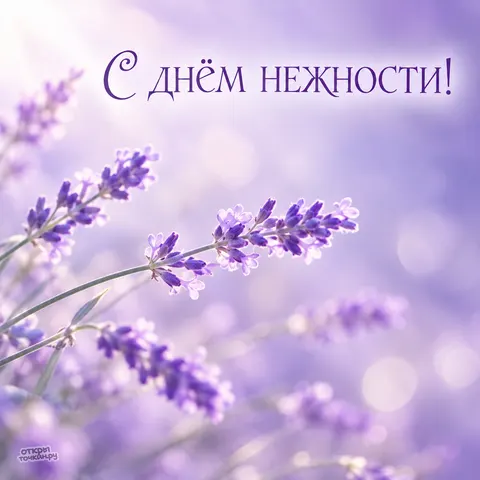 Открытка «День нежности, лаванда в солнечном свете»
